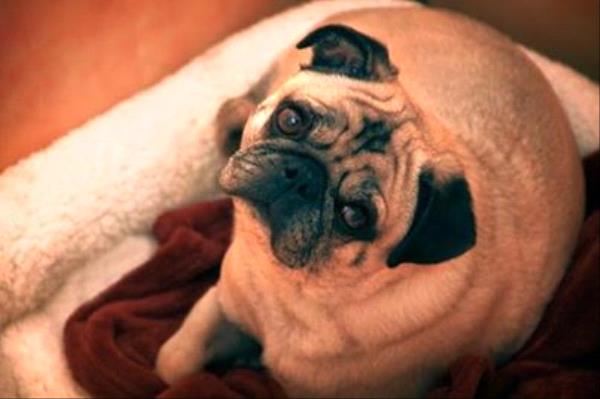 /Images/uploads/Minnesota Spay Neuter Assistance Program/MNSNAP/entries/9506.jpg